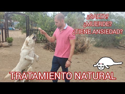 Tratamiento Natural para perros con ANSIEDAD por la comida [PARTE 1]