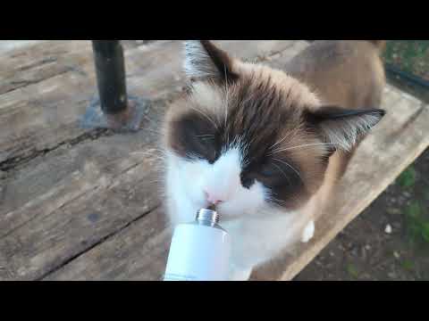 Remedio casero para eliminar bolas de pelo en gatos - Hairballkun