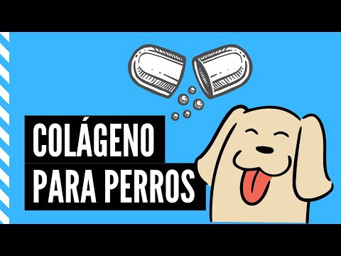 Colágeno para perros: beneficios, usos, producto y receta