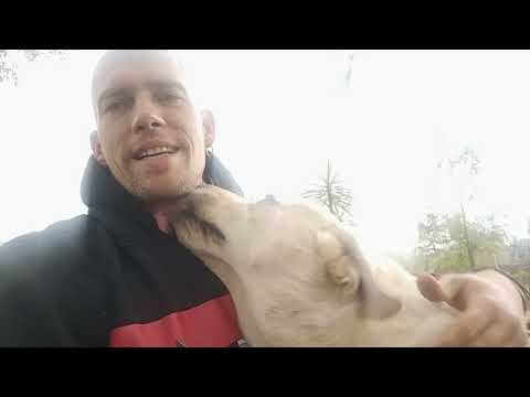 ¿Tu perro tiene ansiedad por la comida? [Experimento 25 días] Tratamiento Natural 100% efectivo