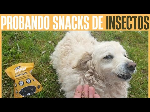 🐛 Probando snacks de proteína de insectos Eat Small Insects for Pets mientras juego con mis perros