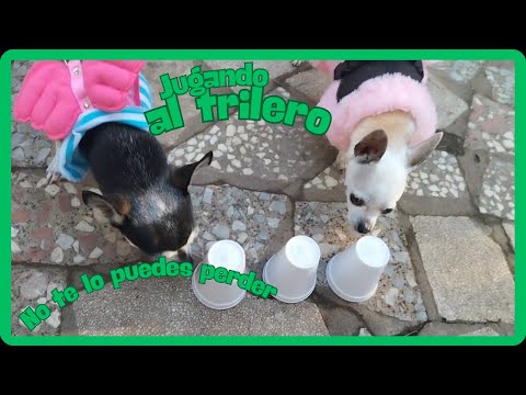 🥳 Jugando al Juego del trilero con perros disfrazados en un camping petfriendly