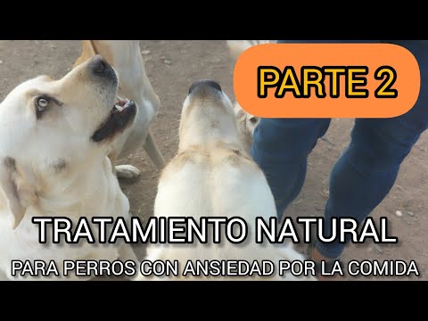 Tratamiento Natural para perros con ANSIEDAD por la comida [PARTE 2]