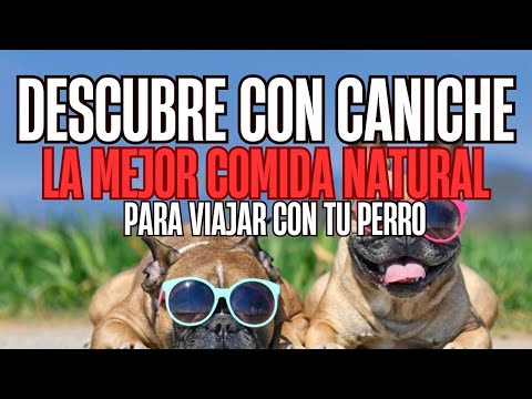 Comida natural para perros ideal para viajar o ir de vacaciones con tu peludo