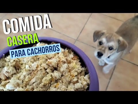 Comida casera para cachorros desde 2 meses