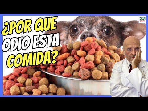 🔴 MI OPINIÓN SOBRE EL PIENSO O COMIDA CASERA PARA PERROS 🔴